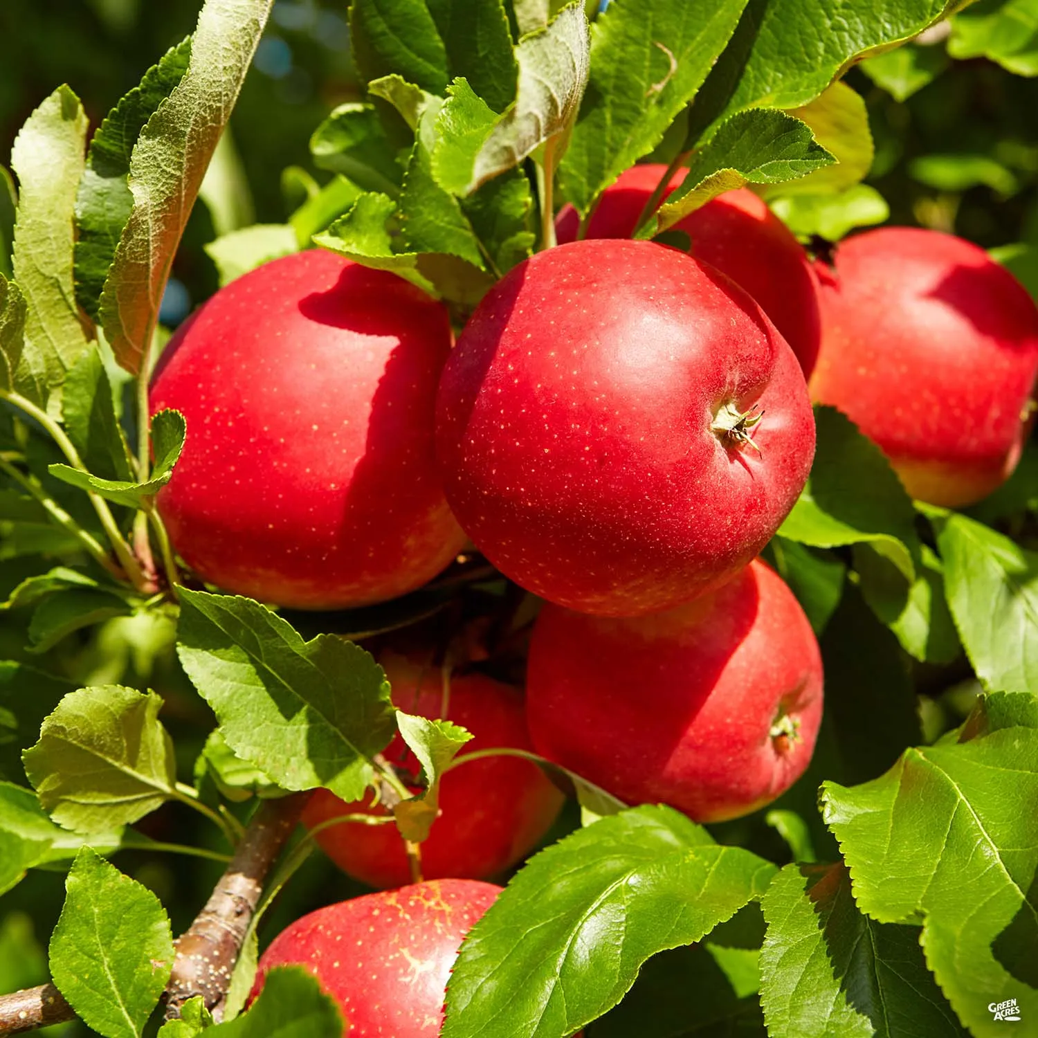 Apple 'Fuji'