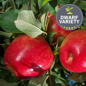 Apple 'Honeycrisp', Dwarf Bareroot